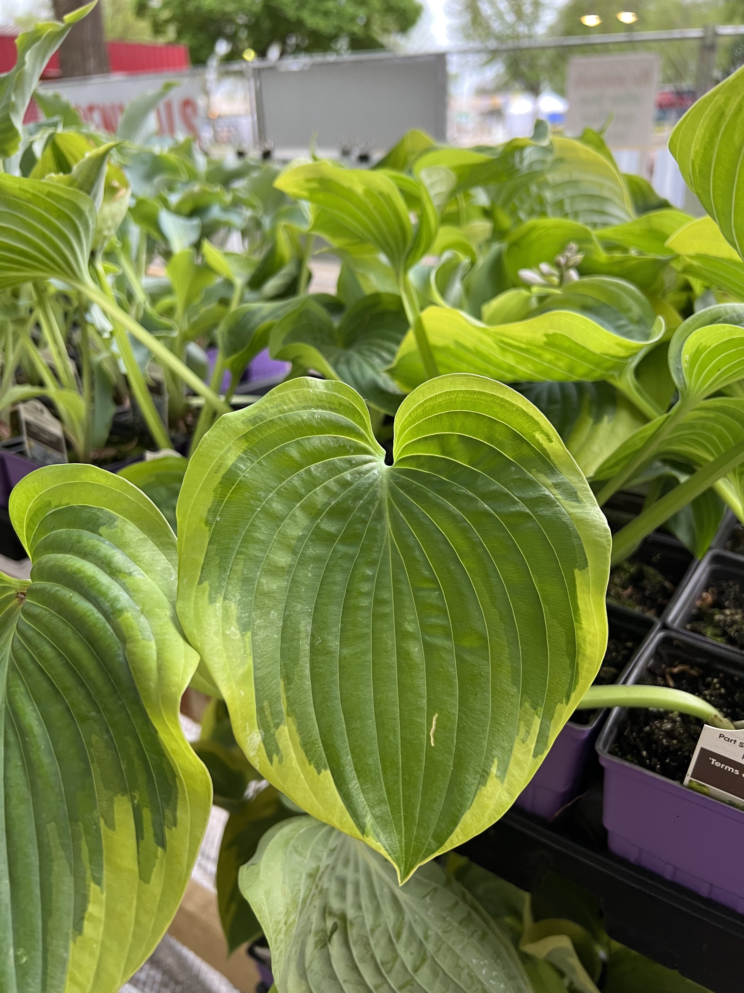 A selection of hostas remain after the first two days of the Sale.
