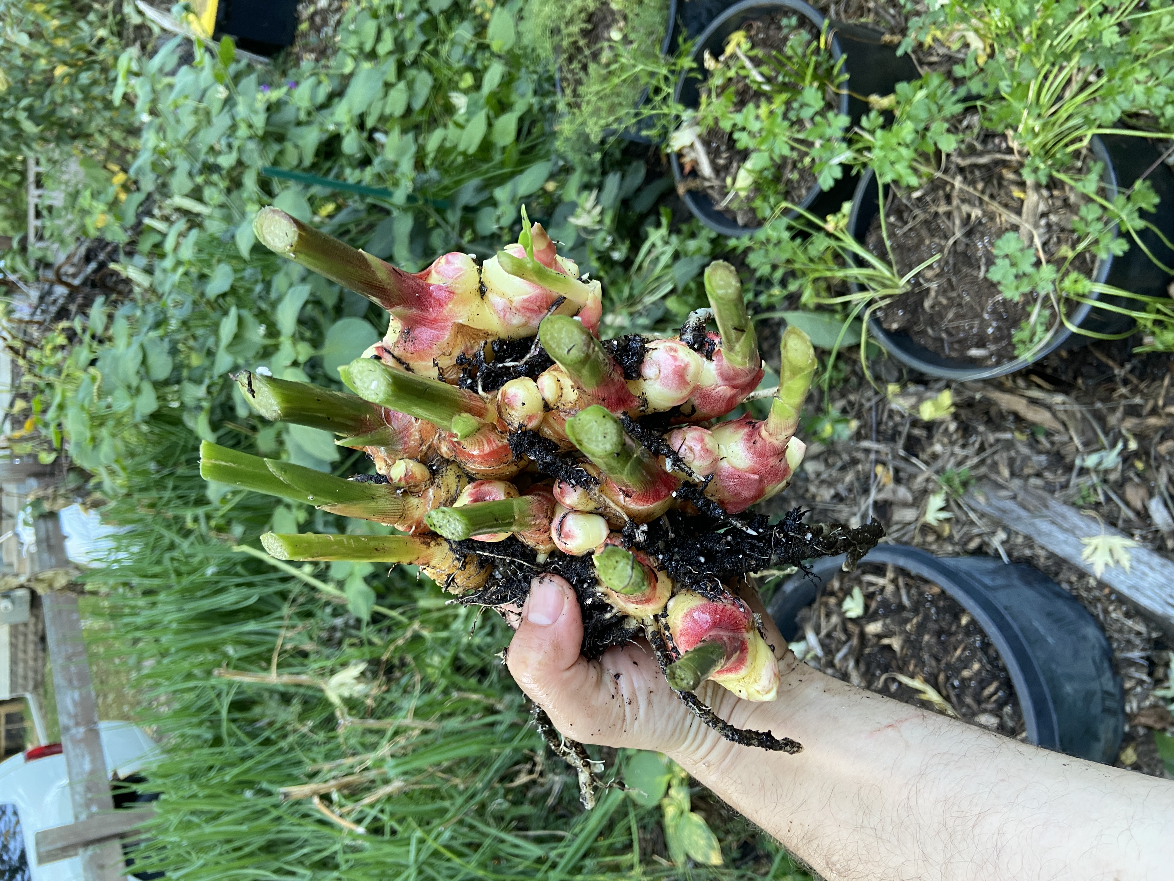 Hand holding a clump of harvested ginger rhizomes attached to cut green stems