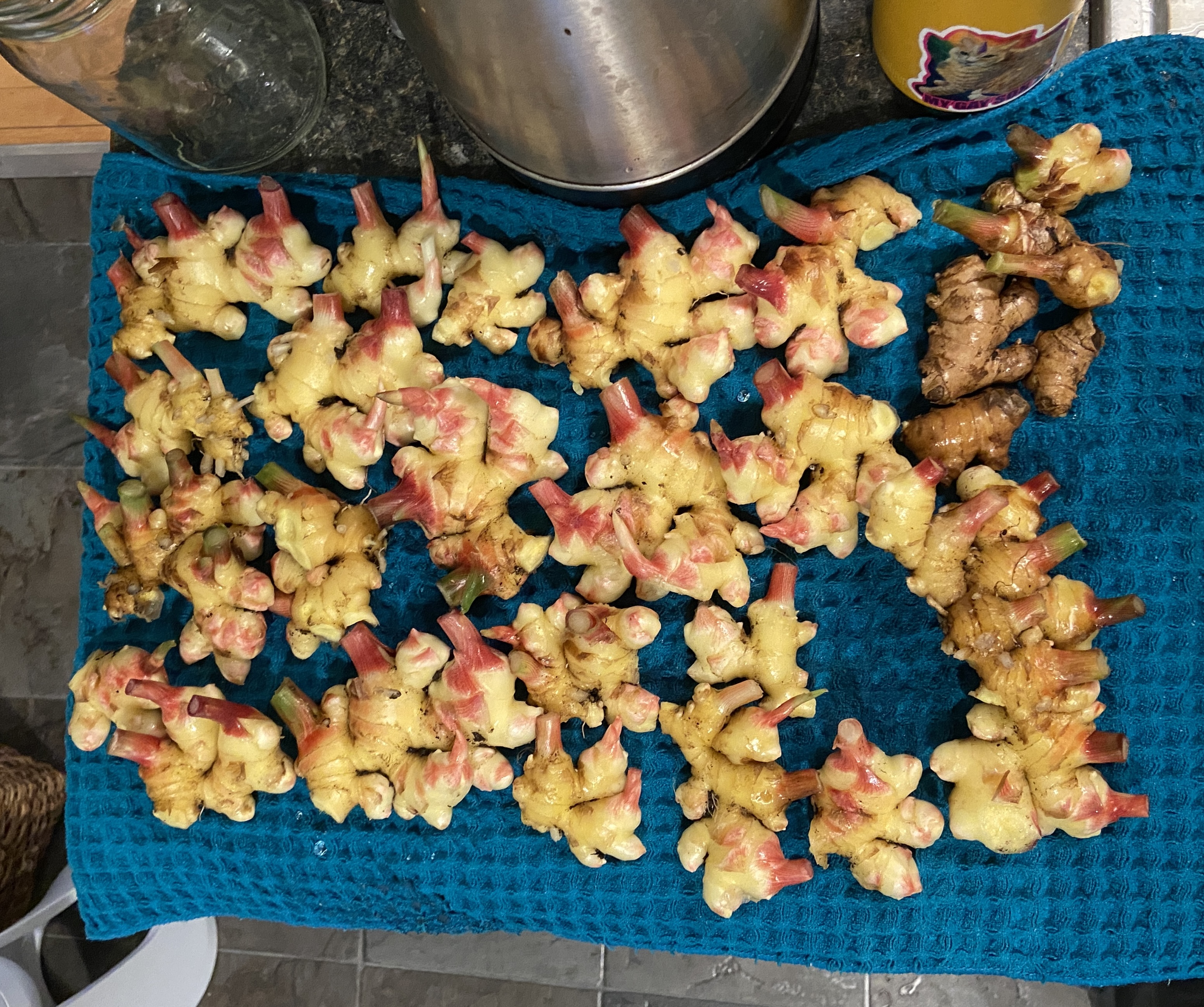 Lots of harvested ginger on a kitchen towel