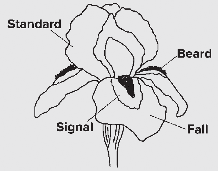 A drawing of an iris with its parts labeled, including Standard, Beard, Signal and Fall