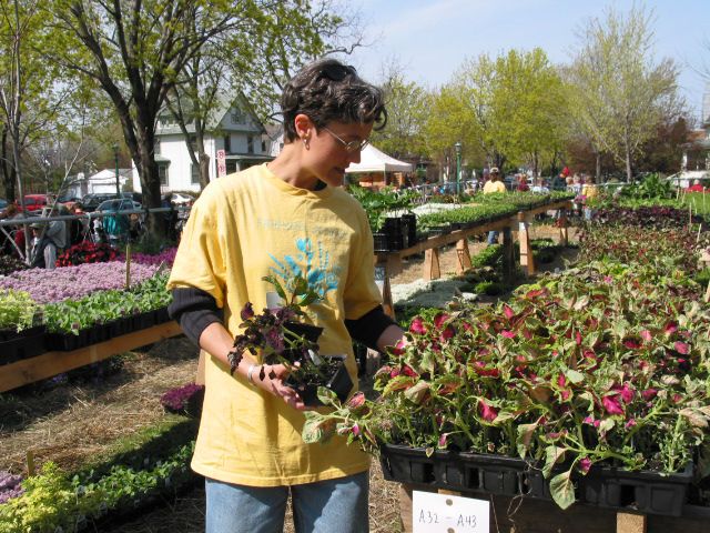 Woman in yellow T-shirt with blue logo, looking at coleus plants