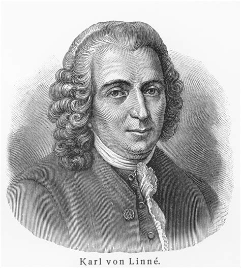 Wood engraving of Linnaeus, white guy in a curly wig and cravat