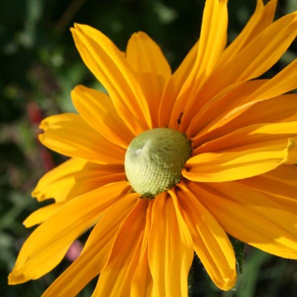 Rudbeckia Irish Eyes, long gold petals and a green rounded cone