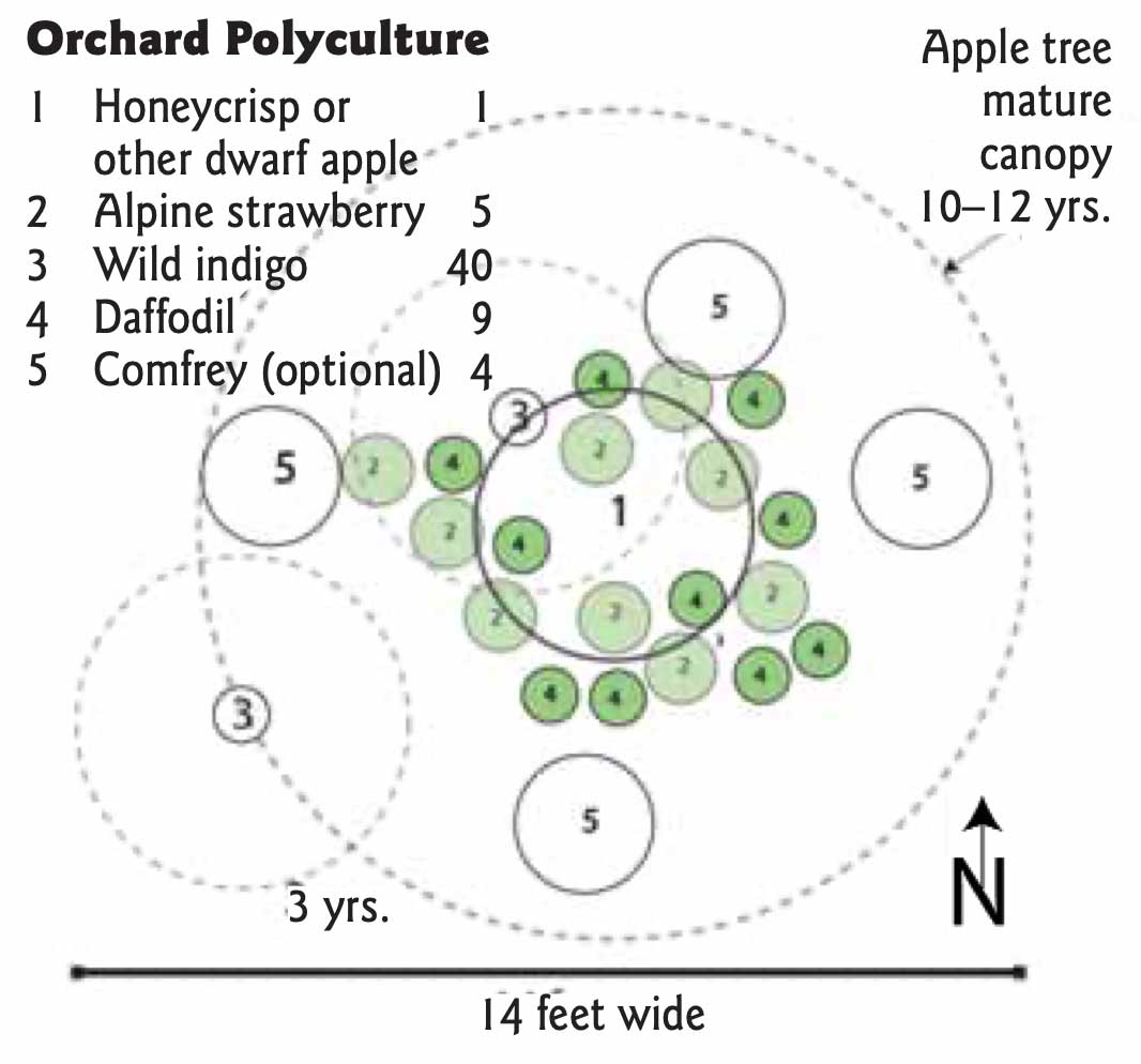 Orchard Polyculture showing arrangement of smaller plants around apple tree