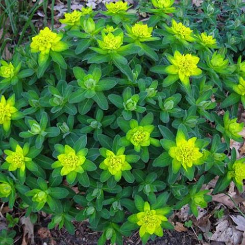 Cushion spurge, bright yellow-green against bluish green