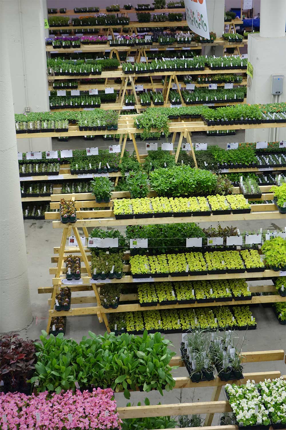 Many rows of tables with several shelves, full of plants at the Friends School Plant Sale