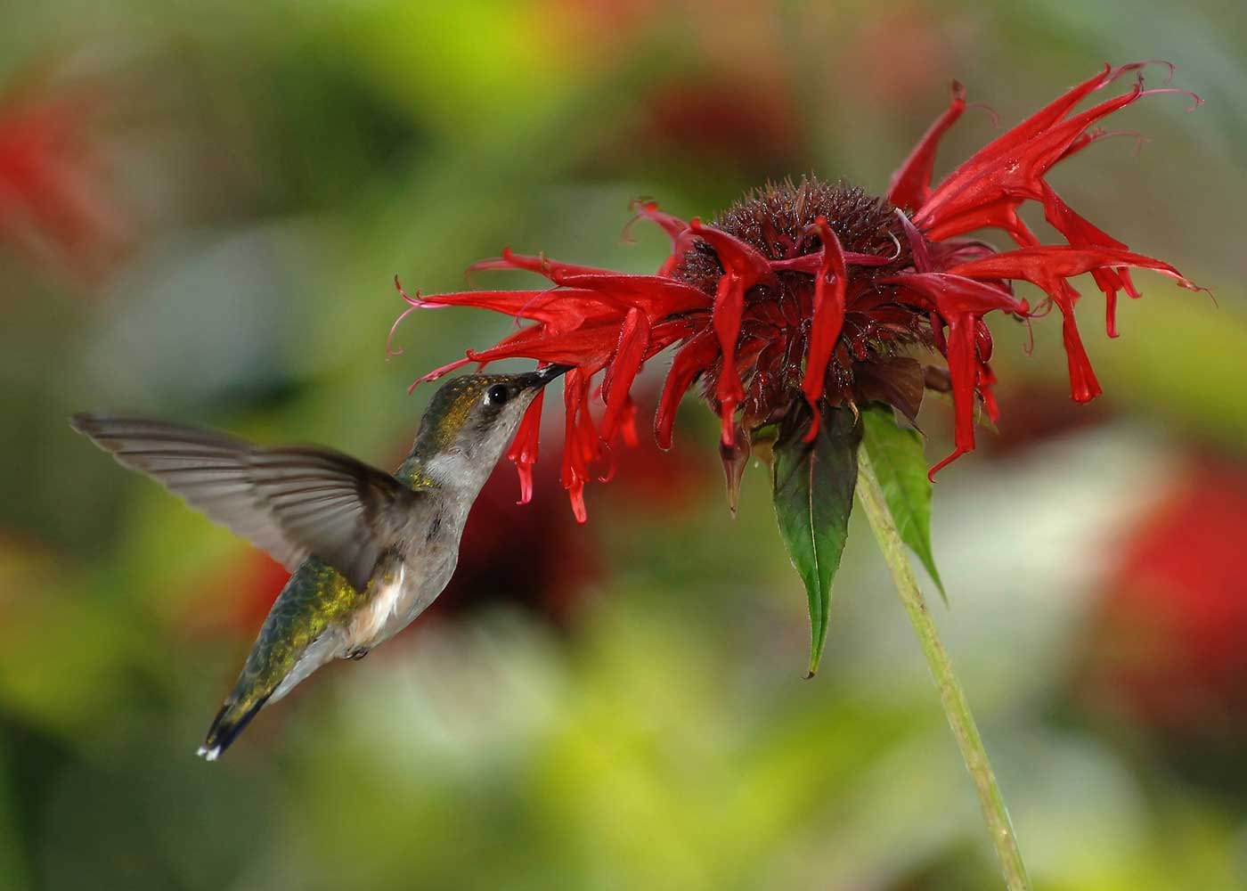 Green and white feathered glistening hummingbird feeding on bright red Monarda flower