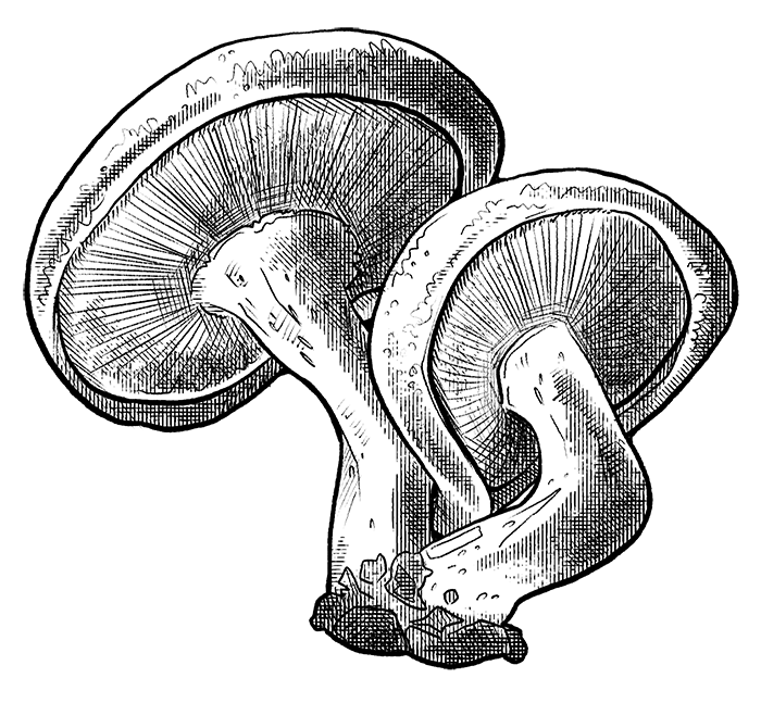 Black and white line drawing of shiitake mushrooms