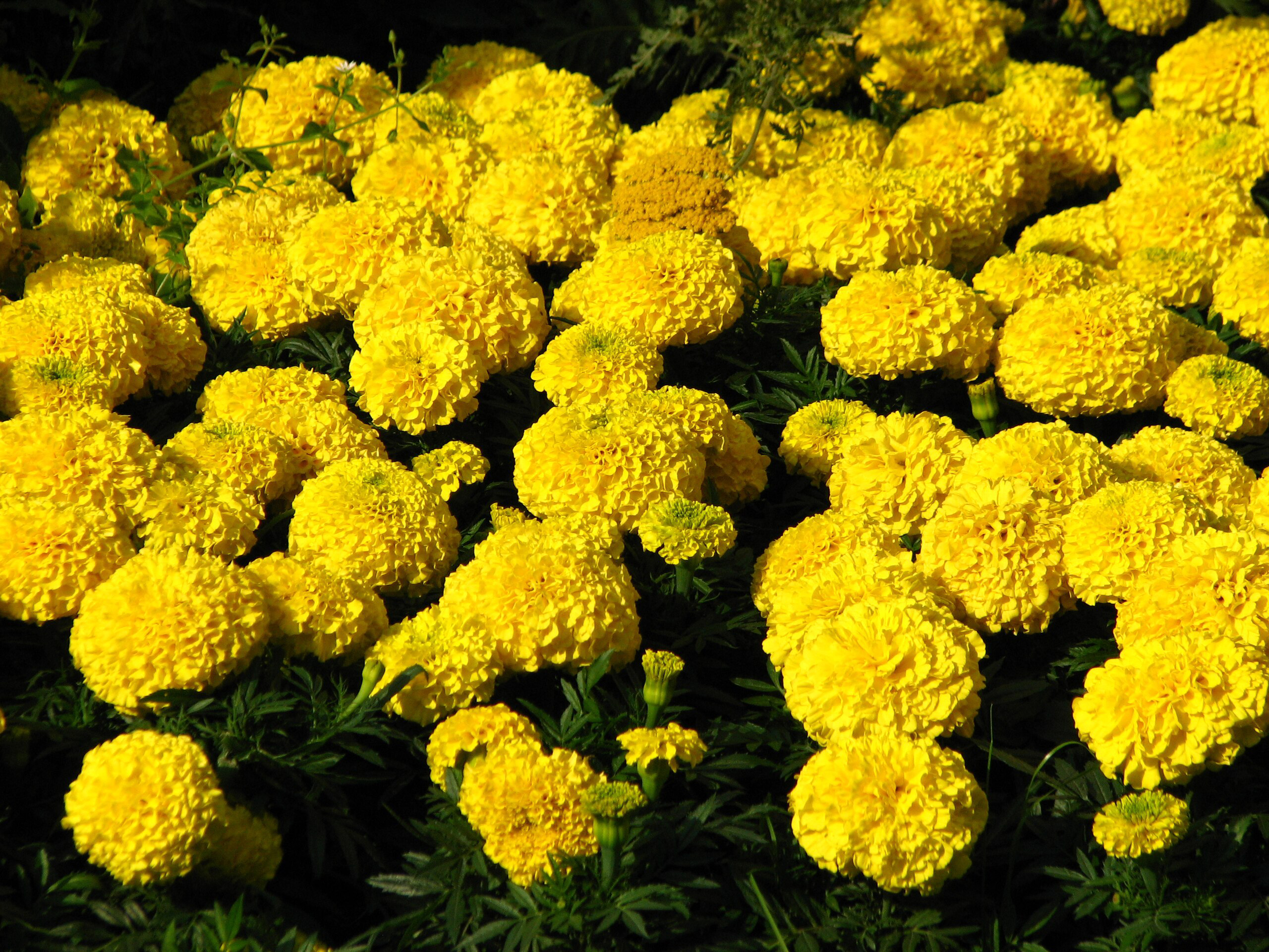 Yellow marigolds