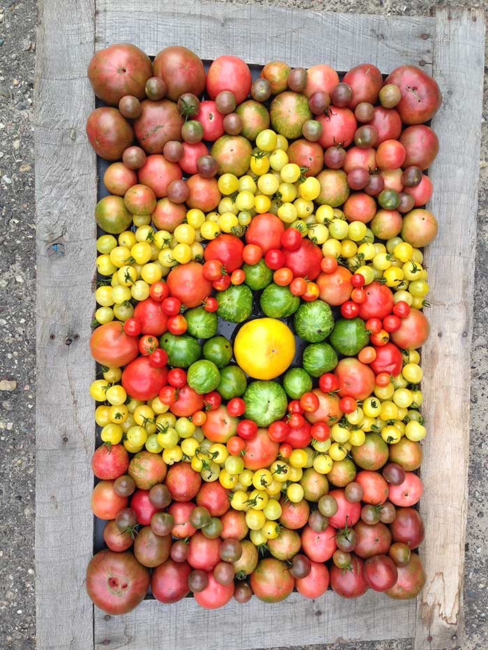 A quilt-like pattern of heirloom tomatoes in red, yellow and green