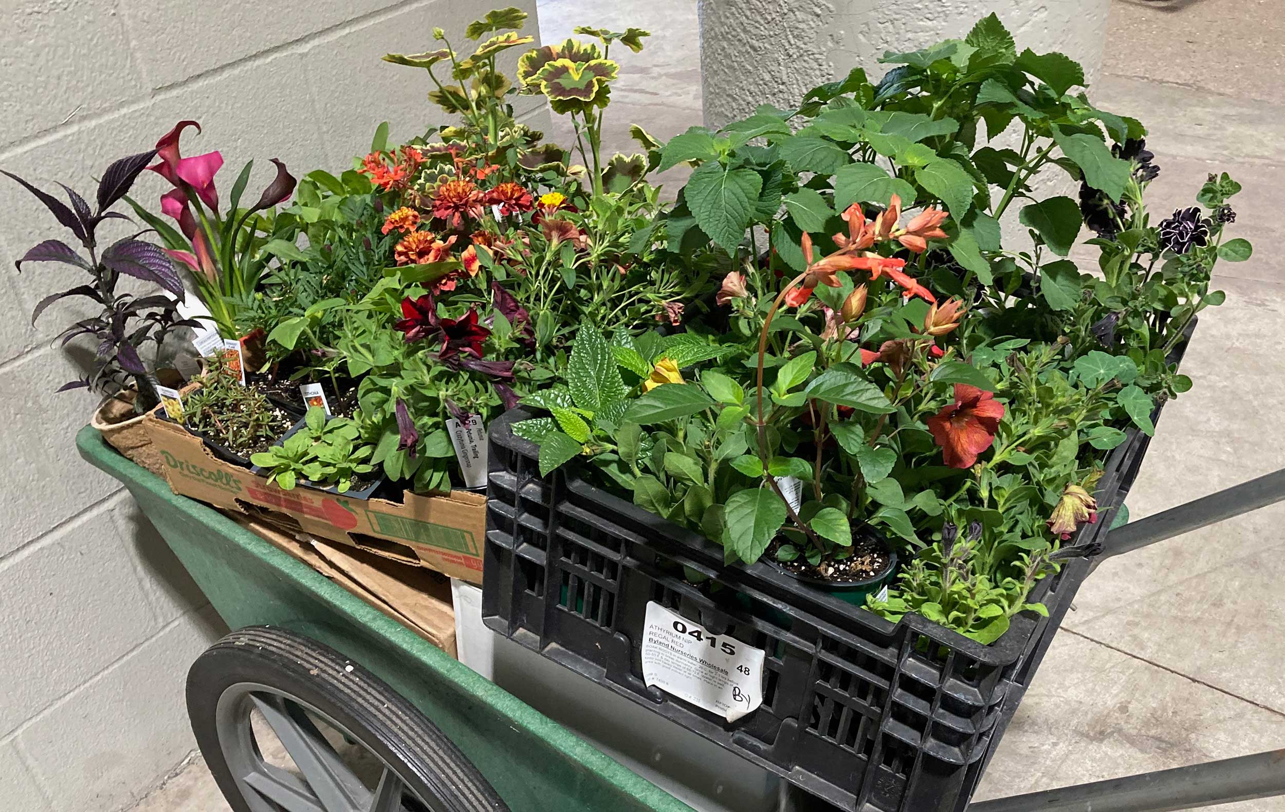 Two-wheeled garden cart full of plants