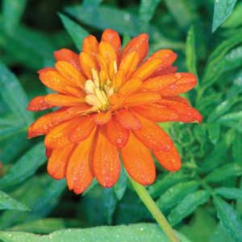 Orange double zinnia flower