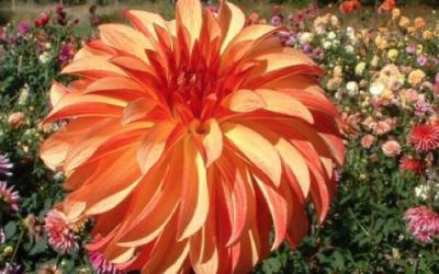 Orange dahlia, a round flower with many petals, in a field