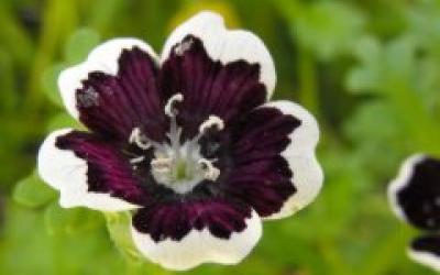 Small flower, almost black, with white edges