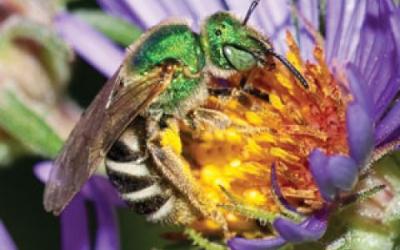 Green sweat be a on purple aster with yellow center