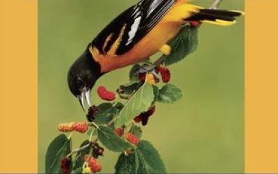 Oriole reaching for mulberries on a branch