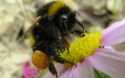 A bumblebee loaded with pollen in its pollen baskets.