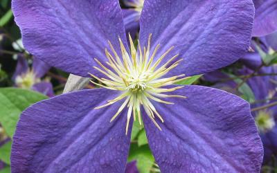 Purple Jackmanii Clematis Flower