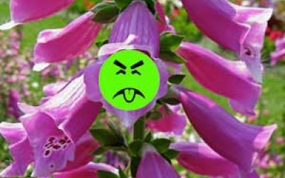Purple foxglove, a plant with purple, bell shaped flowers, with a Mr Yuk sticker, a green sticker over the picture.