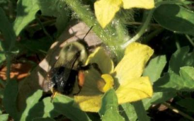 Bumble bee on a yellow watermelon flower