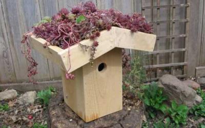 Green-roof birdhouse in Prairie Style
