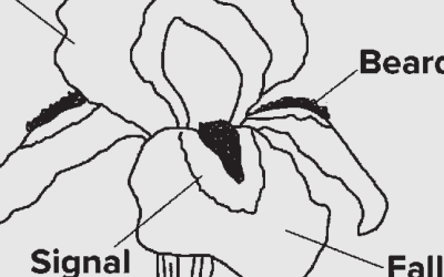 A drawing of an iris with its parts labeled, including Standard, Beard, Signal and Fall