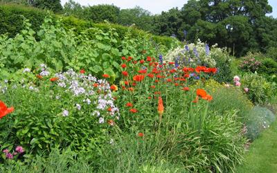 Cottage garden with perennials flowering along a hedge border