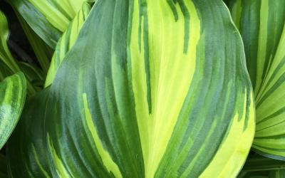 Hosta Rainbow's End, yellow and green leaves