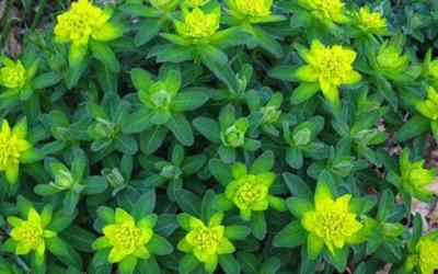 Cushion spurge, bright yellow-green against bluish green