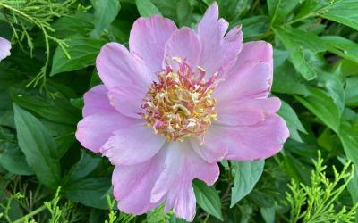 Light pink single peony with gold bomb center
