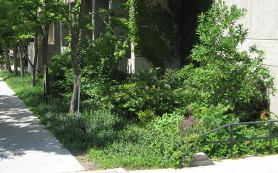 Rain garden with lush green plants