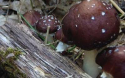 Winecamp Mushroom by a log