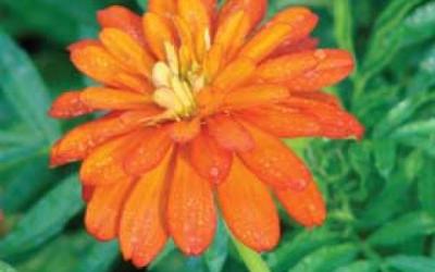 Orange double zinnia flower
