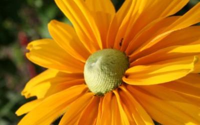 Rudbeckia Irish Eyes, gold petals with a green cone at center