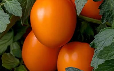 Vivacious tomato, orange elongated fruits