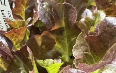 Lettuce