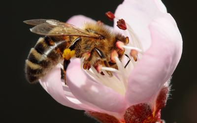 Honey bee polllinating a light pink peach flower