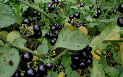 Solanum nigrum, black dully glossy berries among green leaves