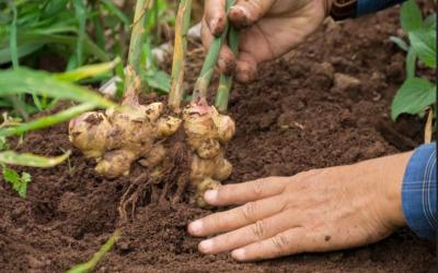 Hands on soil with ginger rhizomes on the soil, green sprouts emerging