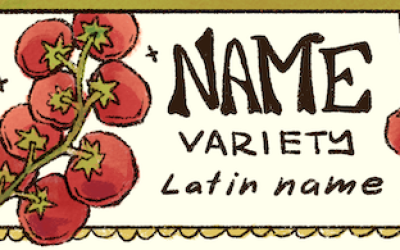 Drawing of tomatoes on a vine and the text "Name, variety, Latin name".