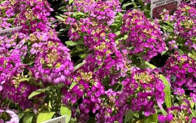 Purple alyssum flowers
