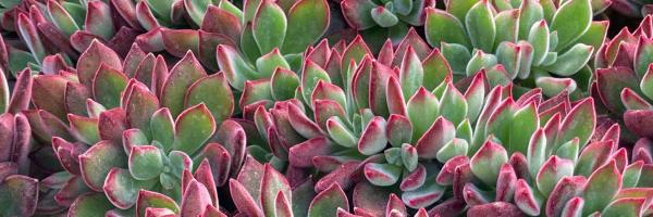 Red and green pointed Echeveria leaves