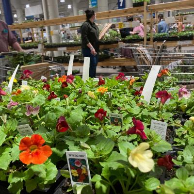 Shoppers with grocery carts, color flowers in the foreground