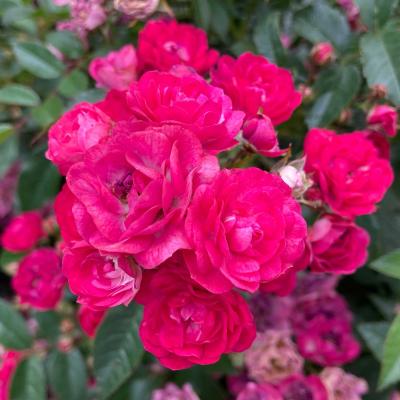 Rosa Sigrid, cluster of dark vibrant pink double roses