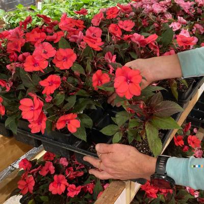 Hands touching bright coral New Guinea impatiens with dark green leaves
