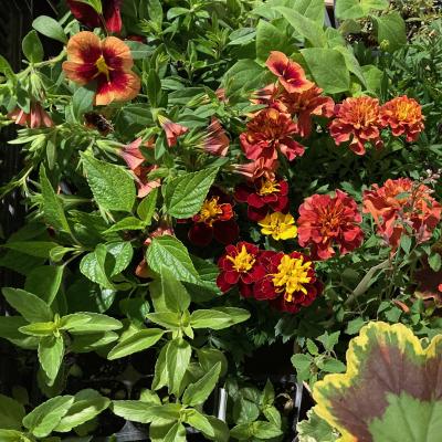 Flowers in rust, gold and dark red and green leaves of different shapes