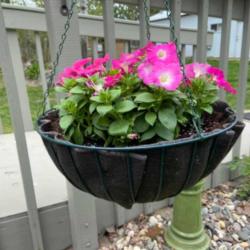 Pink petunias in a hanging basket with EZSwap plant liner