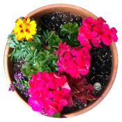 Bright pink geraniums and one yellow marigold in a round pot