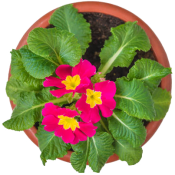 Pink primula flowers with green leaves, round terra cotta pot
