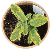Salvia Icterina, yellow and green rumpled leaves in a round pot